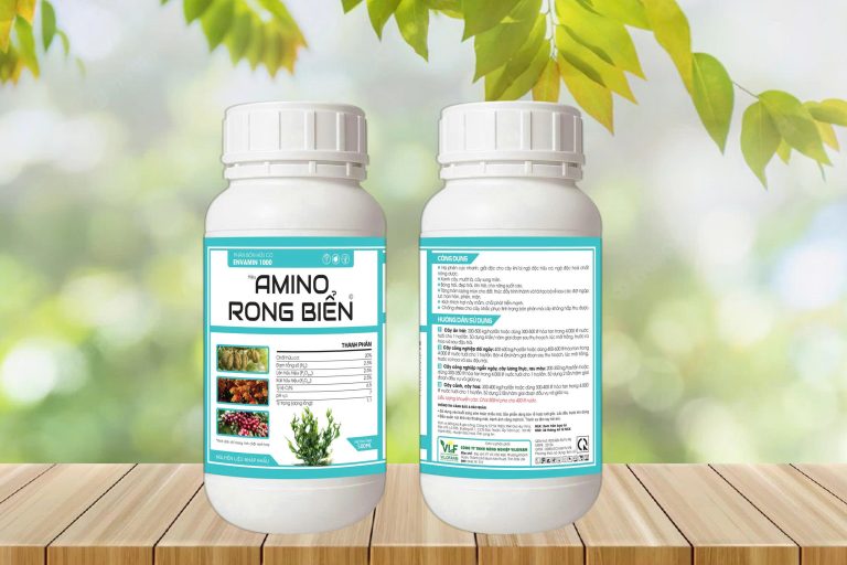 amino rong biển